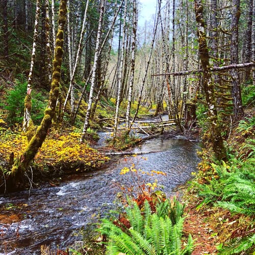 2023 Best 10 Trails and Hikes in Tillamook AllTrails