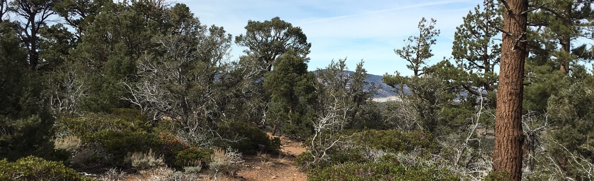 Pacific Crest Trail to Onyx Peak Map, Guide California AllTrails