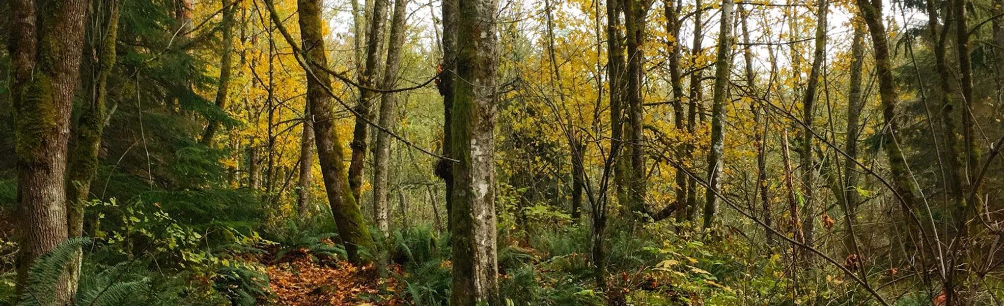 Sky Country Cougar Mountain Trail - EyJidWNrZXQiOiJhc3NldHMuYWxsdHJhaWxzLmNvbSIsImtleSI6InVwbG9hZHMvcGhvdG8vaW1hZ2UvMTk5MjY4MTcvN2YxNDM0YTBjMWU4N2U4NDdjMmI4MzMyY2Y4ZjVmYTkuanBnIiwiZWRpdHMiOnsidG9Gb3JtYXQiOiJqcGVnIiwicmVzaXplIjp7IndpZHRoIjoyMDQ0LCJoZWlnaHQiOjYyNCwiZml0IjoiY292ZXIifSwicm90YXRlIjpudWxsLCJqcGVnIjp7InRyZWxsaXNRdWFudGlzYXRpb24iOnRydWUsIm92ZXJzaG9vdERlcmluZ2luZyI6dHJ1ZSwib3B0aW1pc2VTY2FucyI6dHJ1ZSwicXVhbnRpc2F0aW9uVGFibGUiOjN9fX0=