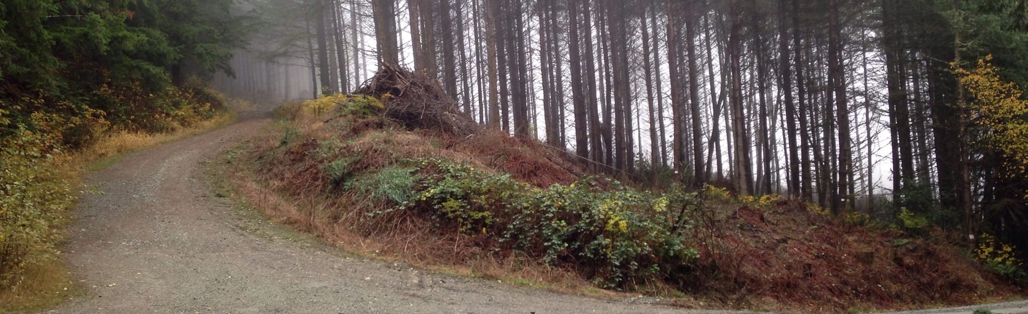 Alger Mountain Bike Trail 12 Reviews, Map Washington AllTrails