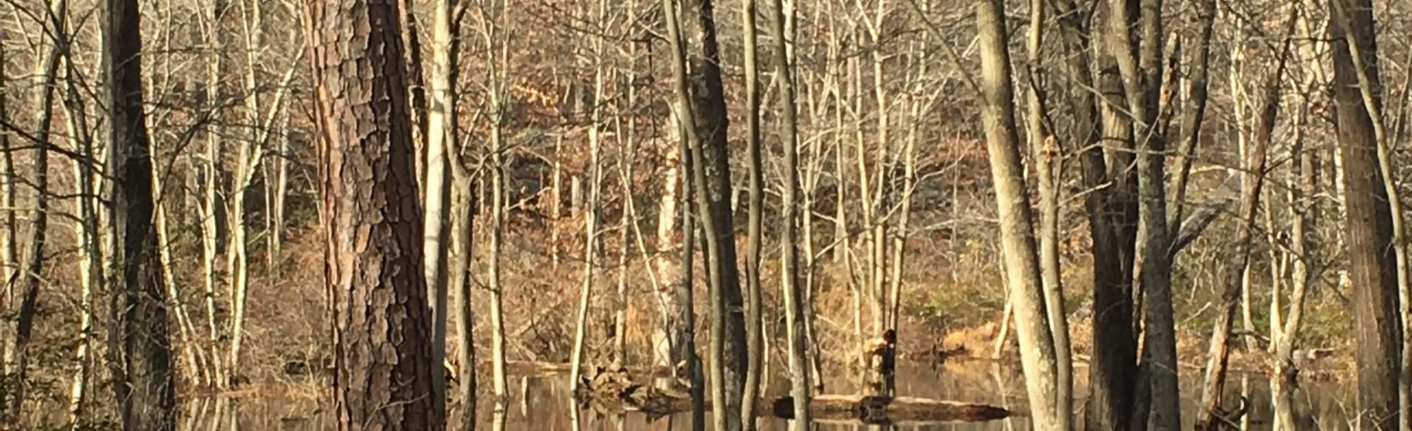 The Tuscarora Trail from Sleepy Creek Lake Map, Guide West Virginia