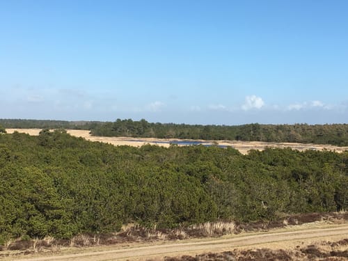 Kirkeby Plantage - Gul Rute