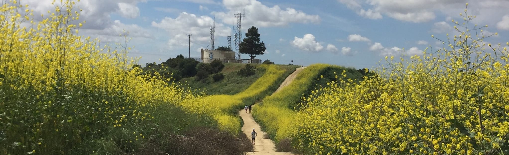 Skyline Trail to Rattlesnake Ridge Trail 386 Reviews, Map California