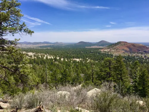 Wildlife of the Coconino National Forest - Owlcation