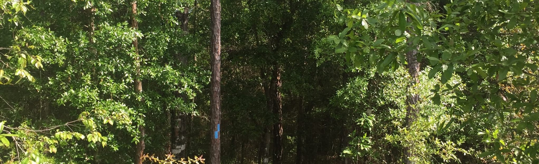 Florida Scenic Trail Segment Burnt - EyJidWNrZXQiOiJhc3NldHMuYWxsdHJhaWxzLmNvbSIsImtleSI6InVwbG9hZHMvcGhvdG8vaW1hZ2UvMTkwODI0MzUvZThjYjNmMjg3NTE2N2M3MjU4MmQwMjExNDFiZTgxODEuanBnIiwiZWRpdHMiOnsidG9Gb3JtYXQiOiJqcGVnIiwicmVzaXplIjp7IndpZHRoIjoyMDQ0LCJoZWlnaHQiOjYyNCwiZml0IjoiY292ZXIifSwicm90YXRlIjpudWxsLCJqcGVnIjp7InRyZWxsaXNRdWFudGlzYXRpb24iOnRydWUsIm92ZXJzaG9vdERlcmluZ2luZyI6dHJ1ZSwib3B0aW1pc2VTY2FucyI6dHJ1ZSwicXVhbnRpc2F0aW9uVGFibGUiOjN9fX0=