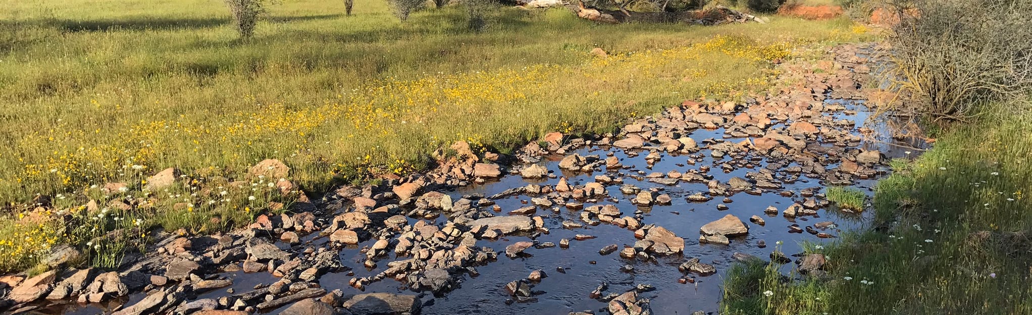 Red Hills Trail 14 Reviews, Map California AllTrails