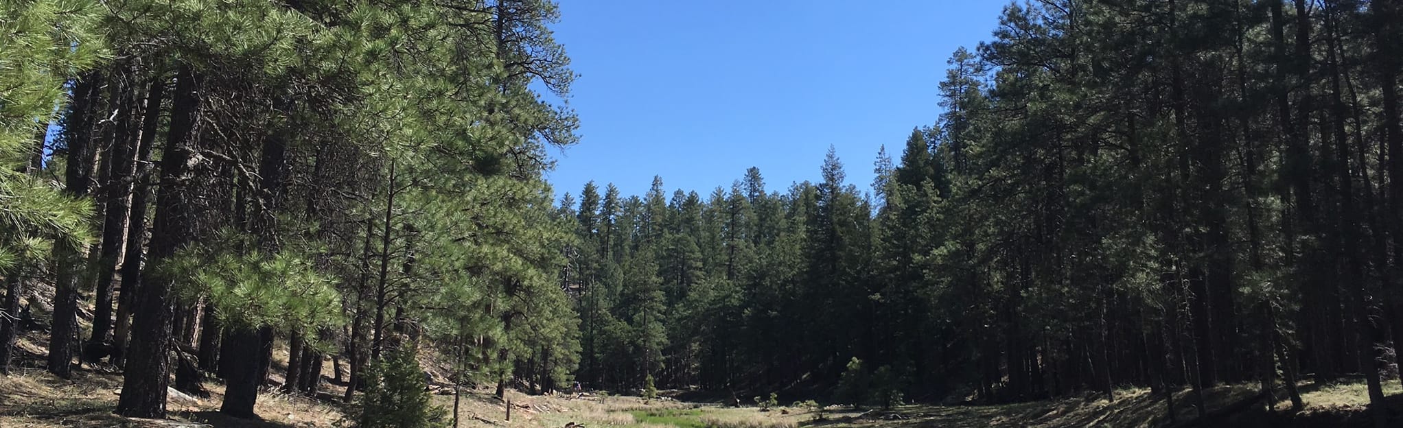 Arizona Trail Passage 27 Blue Ridge, Arizona 24 Reviews, Map