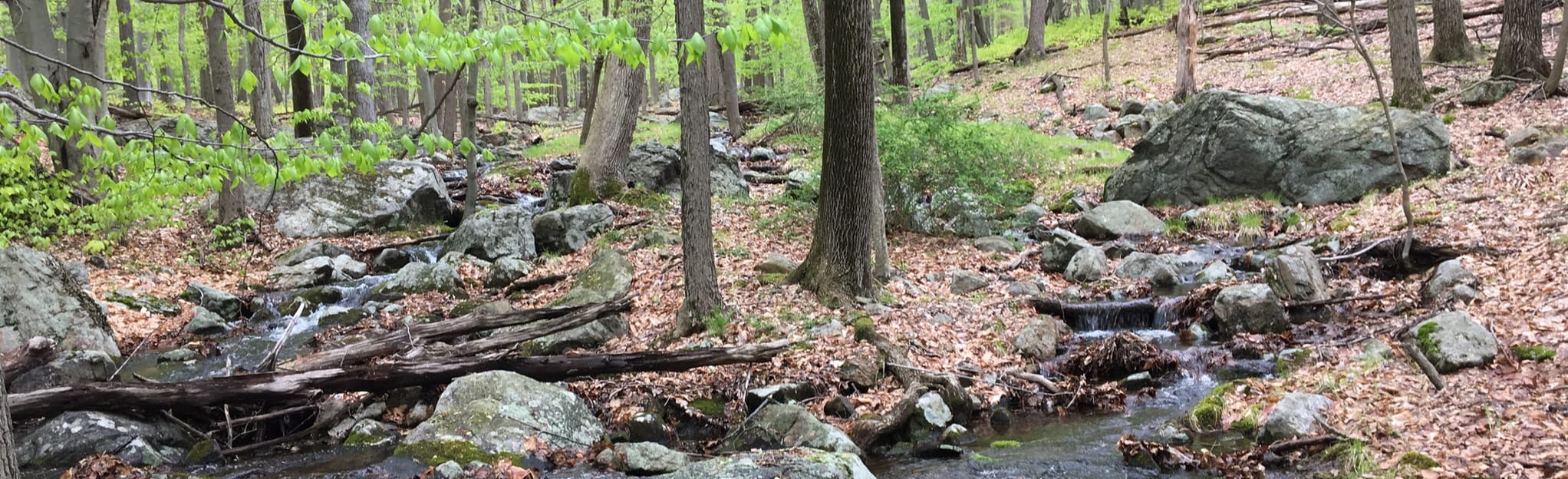 Conklin Mountain Loop Via 7 Hills and Buck Trails, New York 153