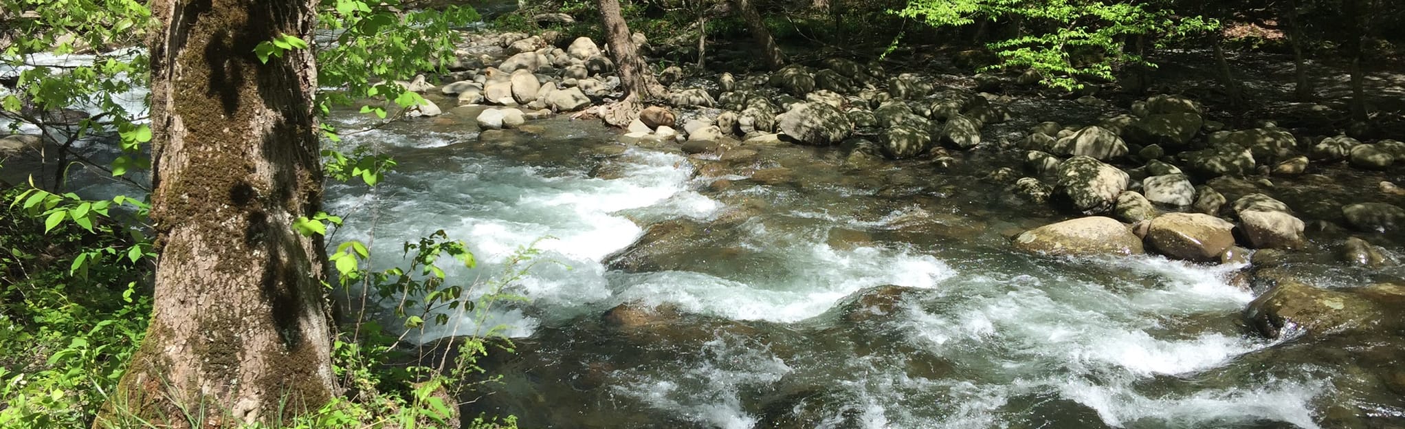 Grapeyard Ridge Trail to Campsite 32, Tennessee - 174 Reviews, Map ...