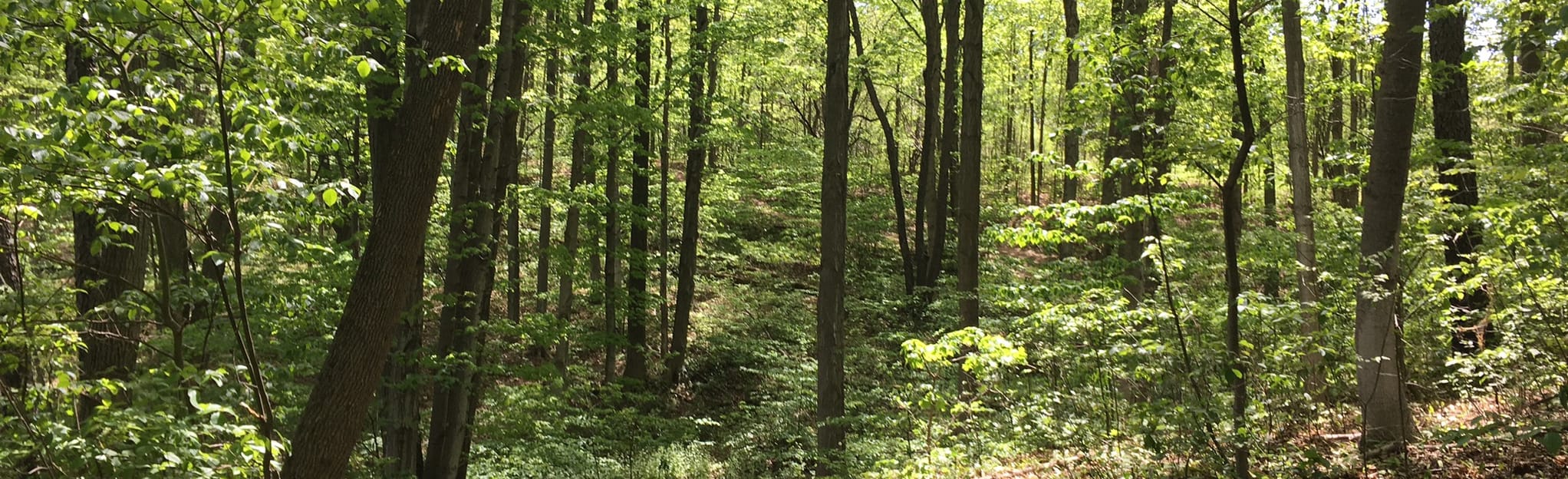 Bannockburn Trail , Ontario, Canada 145 Reviews, Map AllTrails