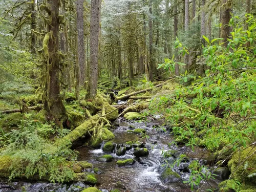 10 Best Hikes and Trails in Salmon-Huckleberry Wilderness | AllTrails