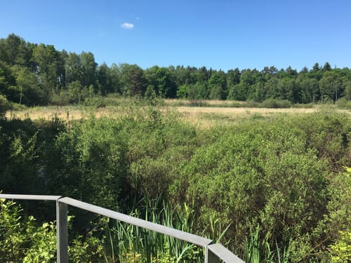 Wildes Moor  - Mohregwisch