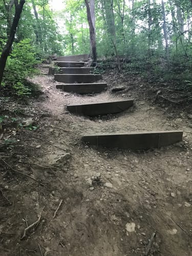 Hueston Woods Hiking Trails Best 10 Forest Trails In Hueston Woods State Park | Alltrails