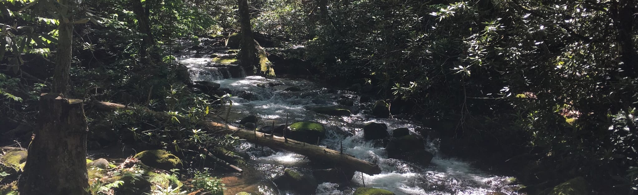 Russell Field Trail to Mollies Ridge Shelter: 11 Reviews, Map ...