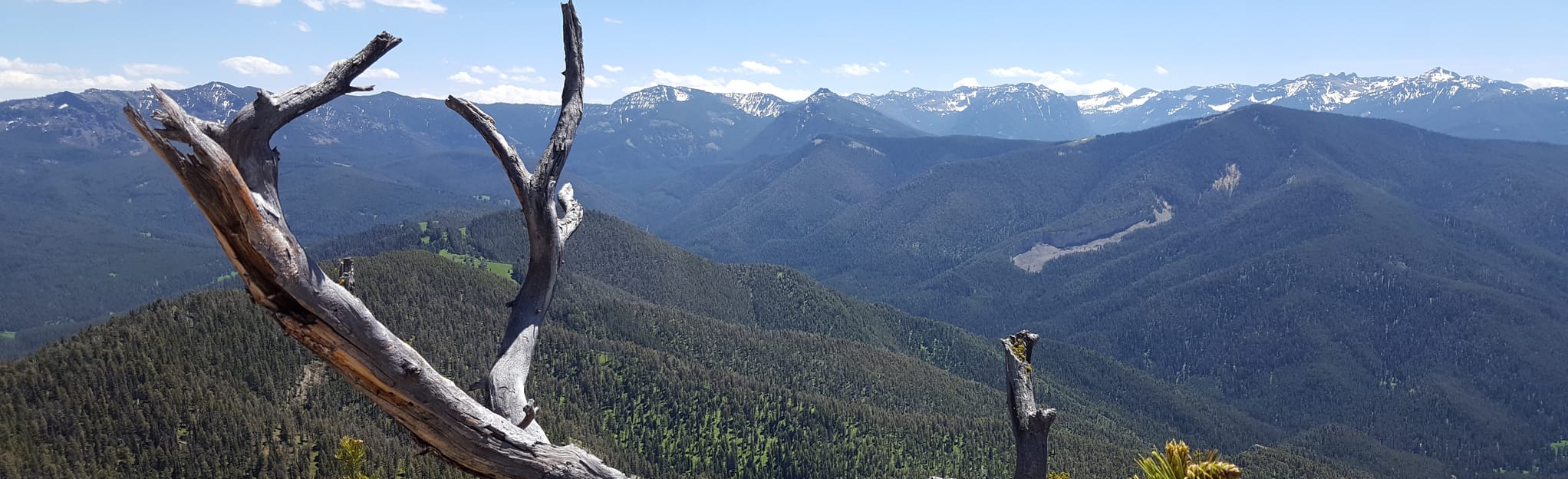 Mount Ellis Trail, Montana 123 Reviews, Map AllTrails