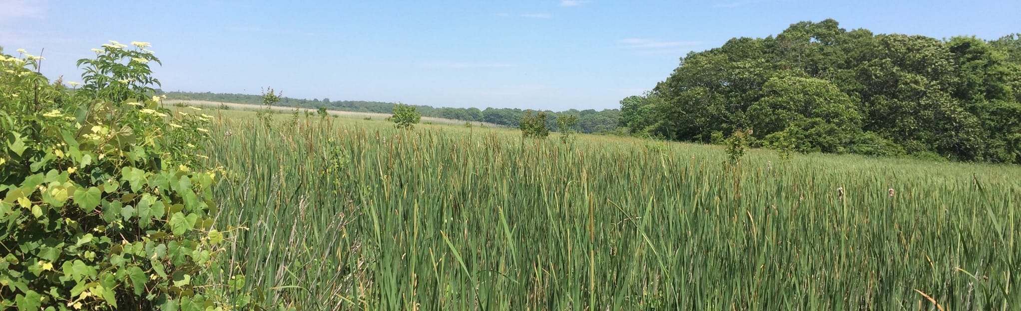 Big Reed Pond Extended Loop 60 Reviews, Map New York AllTrails