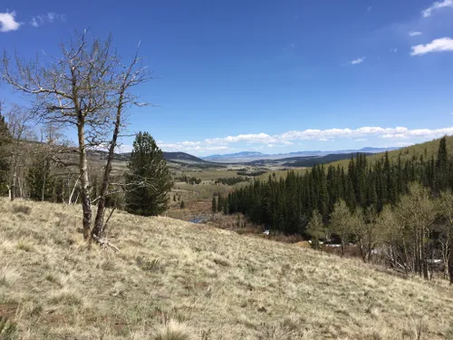 are dogs allowed in buffalo peak wilderness