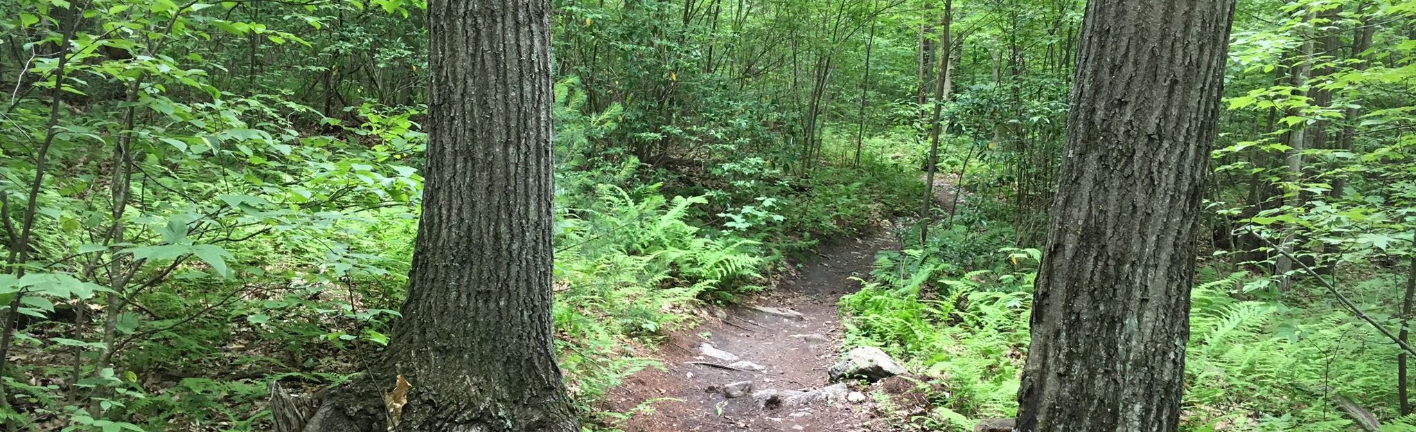 Nassahegon Forest Trail Loop, Connecticut - 361 Reviews, Map | AllTrails