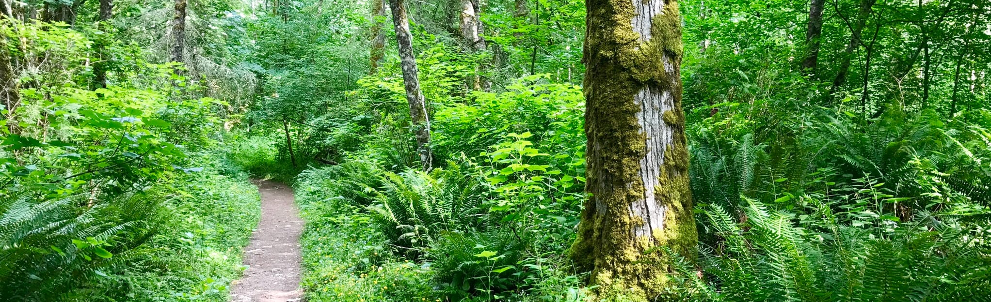 Cougar Mountain Indian Trail Washington - EyJidWNrZXQiOiJhc3NldHMuYWxsdHJhaWxzLmNvbSIsImtleSI6InVwbG9hZHMvcGhvdG8vaW1hZ2UvMTkzMzI1NzEvNTk2ODRmMDgxZjJiYWE0NDQ3NDZhYWM3YTExZGM1ZjMuanBnIiwiZWRpdHMiOnsidG9Gb3JtYXQiOiJqcGVnIiwicmVzaXplIjp7IndpZHRoIjoyMDQ0LCJoZWlnaHQiOjYyNCwiZml0IjoiY292ZXIifSwicm90YXRlIjpudWxsLCJqcGVnIjp7InRyZWxsaXNRdWFudGlzYXRpb24iOnRydWUsIm92ZXJzaG9vdERlcmluZ2luZyI6dHJ1ZSwib3B0aW1pc2VTY2FucyI6dHJ1ZSwicXVhbnRpc2F0aW9uVGFibGUiOjN9fX0=