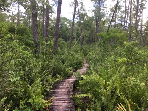 Ocala National Forest, Florida Ocala National Forest, Florida