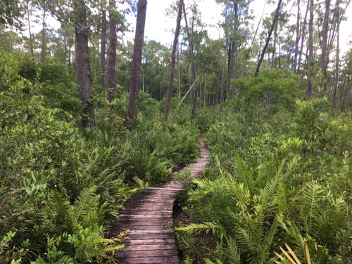 Ocala National Forest Hiking Trails Best 10 Trails In Ocala National Forest | Alltrails