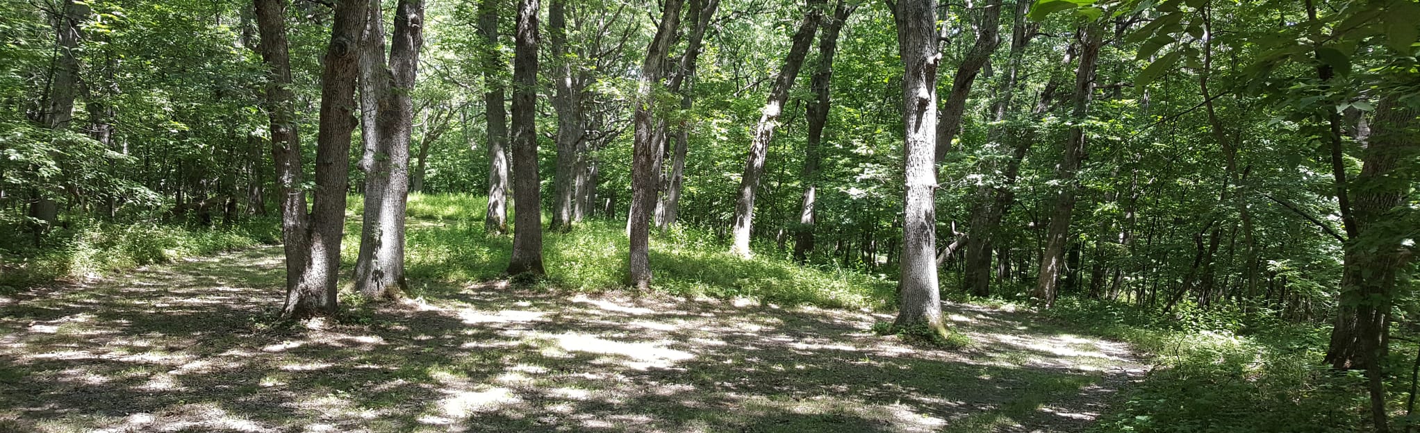 Woodland Mounds Trail, Iowa 120 Reviews, Map AllTrails
