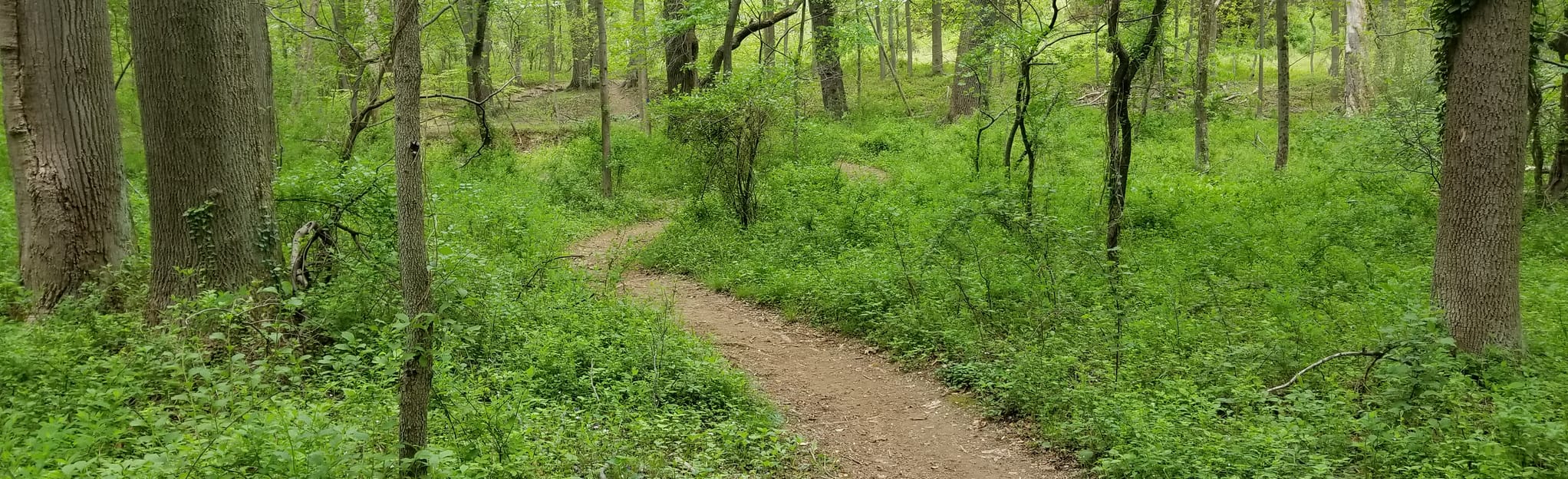 Rockburn Trail to Morning Choice Trail Loop 354 Reviews, Map