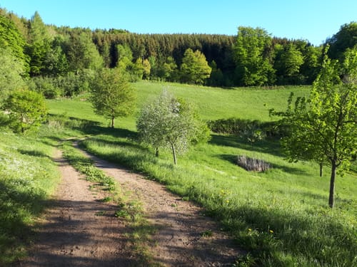 Diemelsteig (Fernwanderweg)