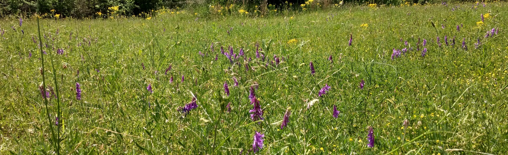 Star Fort Trail and Six Lake 107 Fotos South Carolina AllTrails