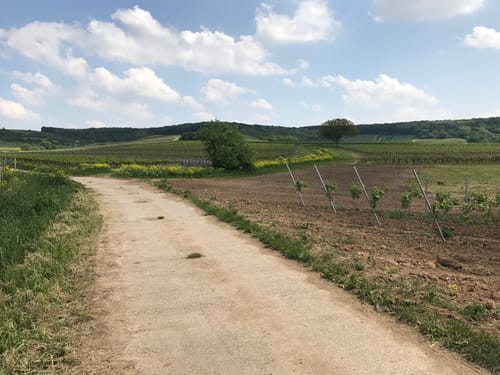 Durch die Rheinhessische Toscana