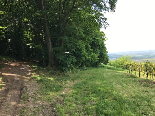 Durch die Rheinhessische Toscana