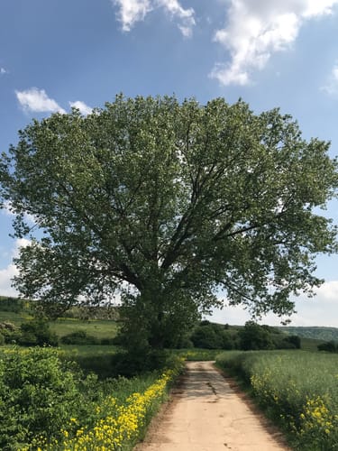 Durch die Rheinhessische Toscana