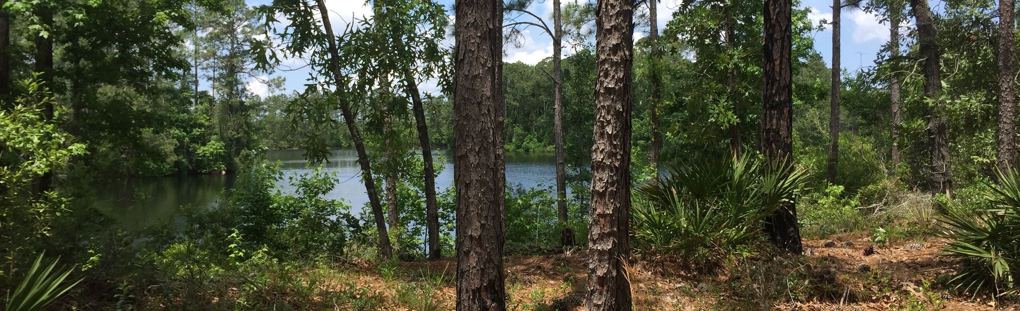 Gopher Tortoise Ridge and Big Cypress Loop: 790 foto's - Florida ...