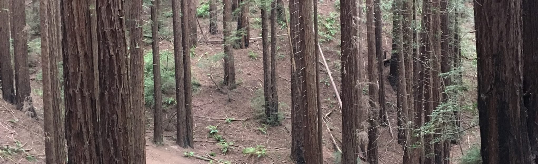 West Ridge, Chown, French, and Redwood Peak Trail Loop, California ...