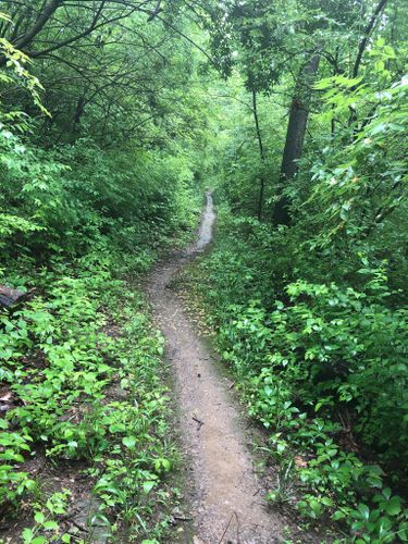 Best 10 Hikes and Trails in Mount Airy Forest | AllTrails