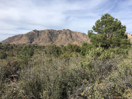 juniper tree prescott arizona