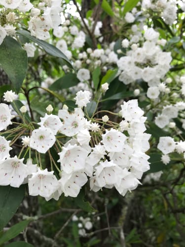 Best Hikes and Trails in Mattaponi Wildlife Management Area AllTrails