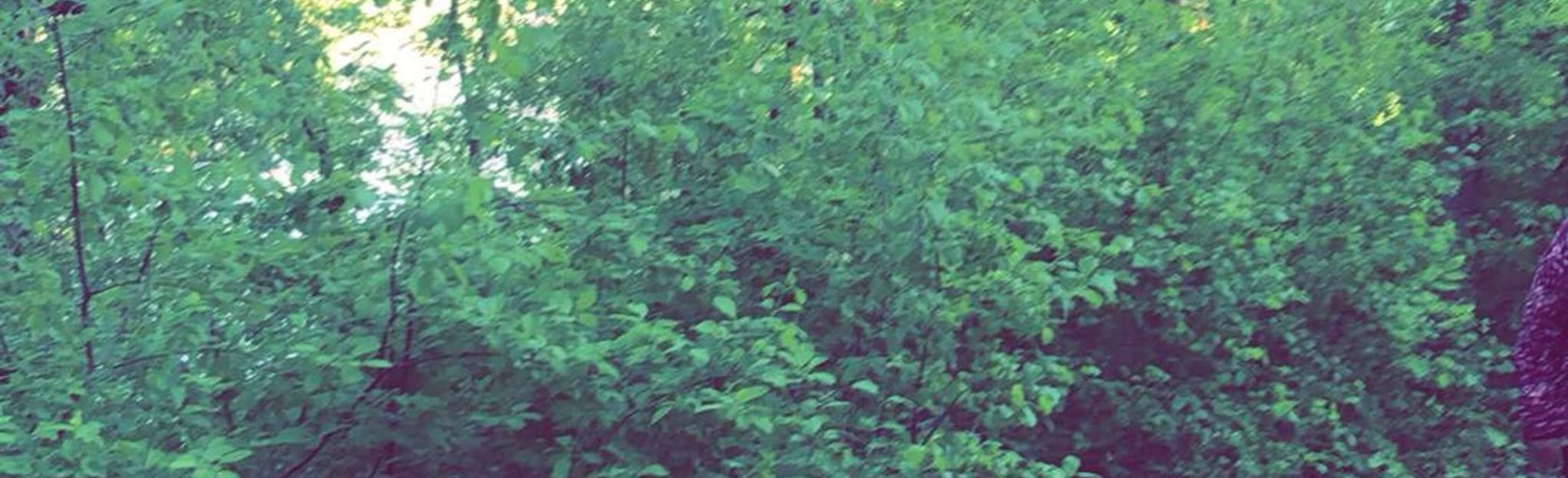 Kennedy Loop and Badger Lake 30 Reviews, Map Iowa AllTrails