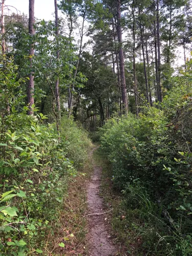 10 Best Hikes and Trails in Sam Houston National Forest | AllTrails