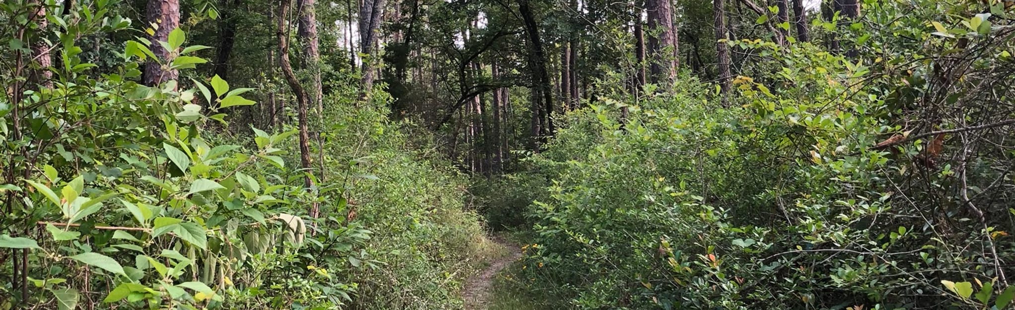 Lone Star Hiking Trail Big Creek - EyJidWNrZXQiOiJhc3NldHMuYWxsdHJhaWxzLmNvbSIsImtleSI6InVwbG9hZHMvcGhvdG8vaW1hZ2UvMjA1MTc1OTIvYWQ3N2MyZGZkNDhlMzRiNGRjZmI3OTkxYzFhNDk5NGUuanBnIiwiZWRpdHMiOnsidG9Gb3JtYXQiOiJqcGVnIiwicmVzaXplIjp7IndpZHRoIjoyMDQ0LCJoZWlnaHQiOjYyNCwiZml0IjoiY292ZXIifSwicm90YXRlIjpudWxsLCJqcGVnIjp7InRyZWxsaXNRdWFudGlzYXRpb24iOnRydWUsIm92ZXJzaG9vdERlcmluZ2luZyI6dHJ1ZSwib3B0aW1pc2VTY2FucyI6dHJ1ZSwicXVhbnRpc2F0aW9uVGFibGUiOjN9fX0=