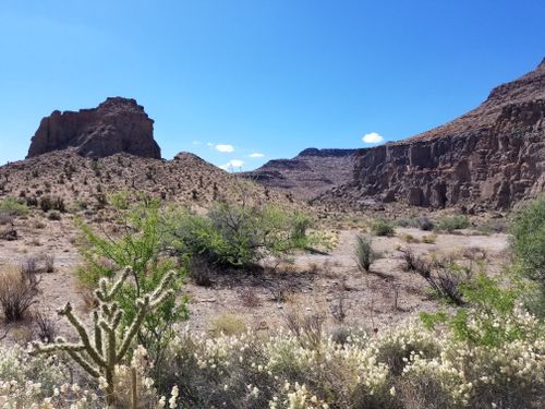 are dogs allowed in mojave national preserve