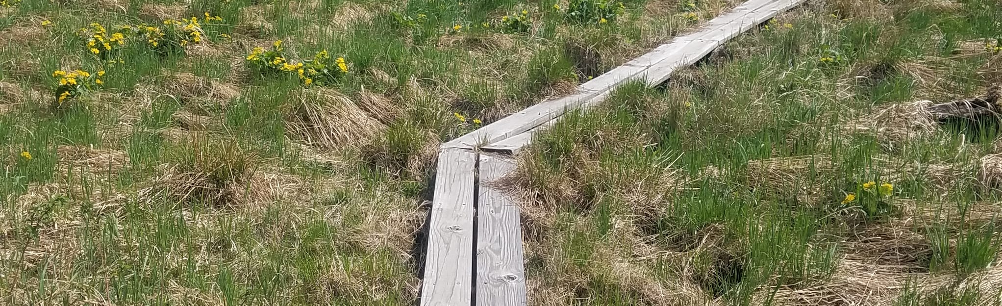 AllTrails Superior Hiking Trail Jackson Lake and Andy Creek 34