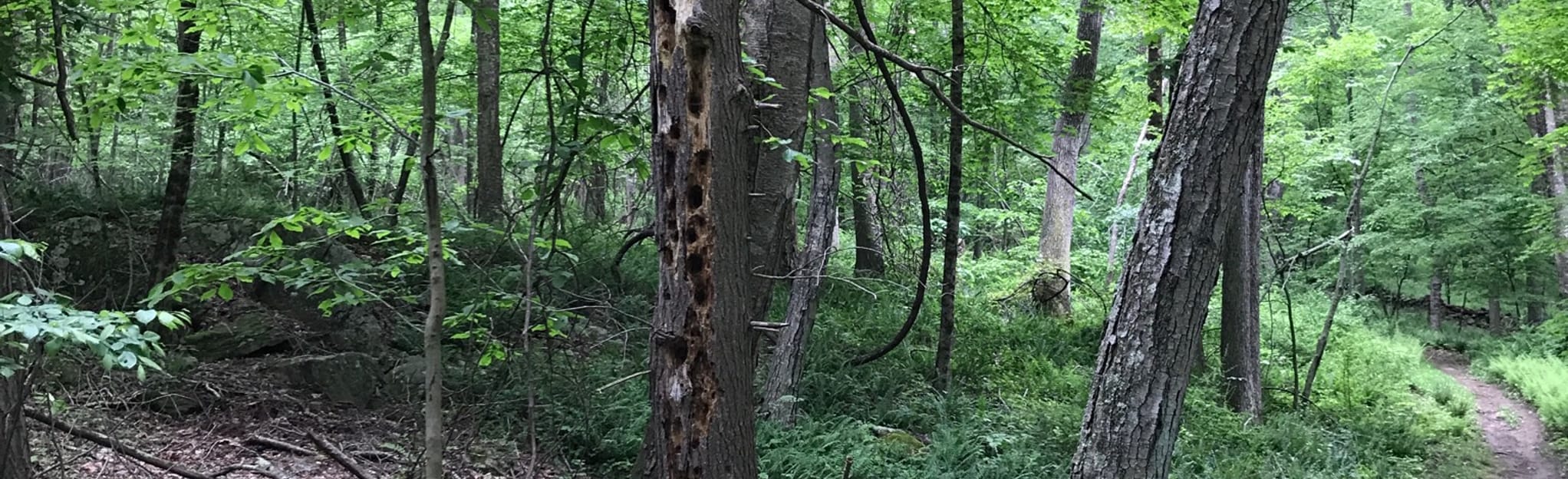 Ingham Hill Road Loop 117 Reviews, Map Connecticut AllTrails