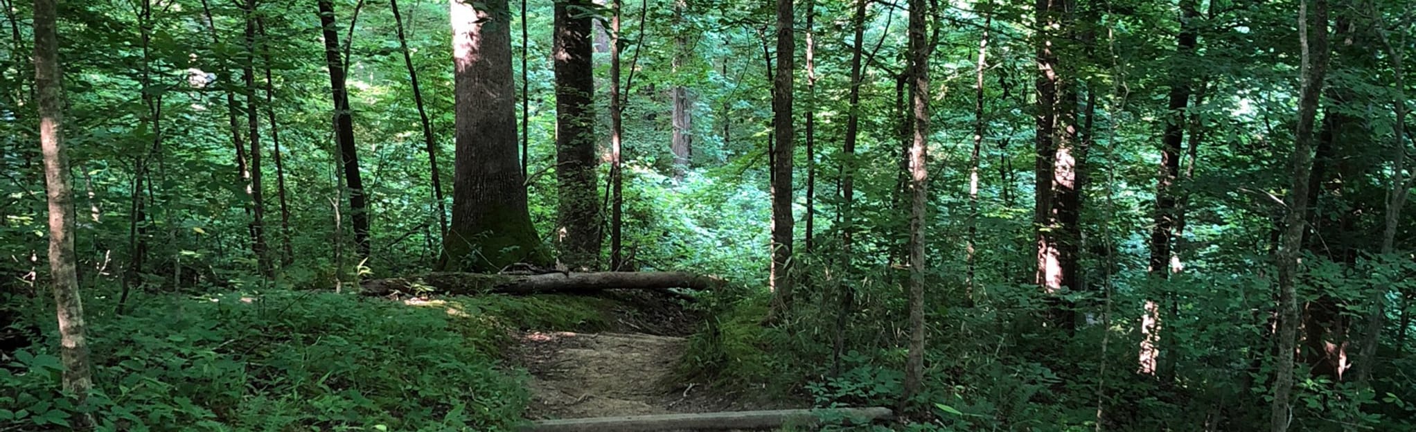 Woodland Trail Three Mile Loop, Tennessee 786 Reviews, Map AllTrails