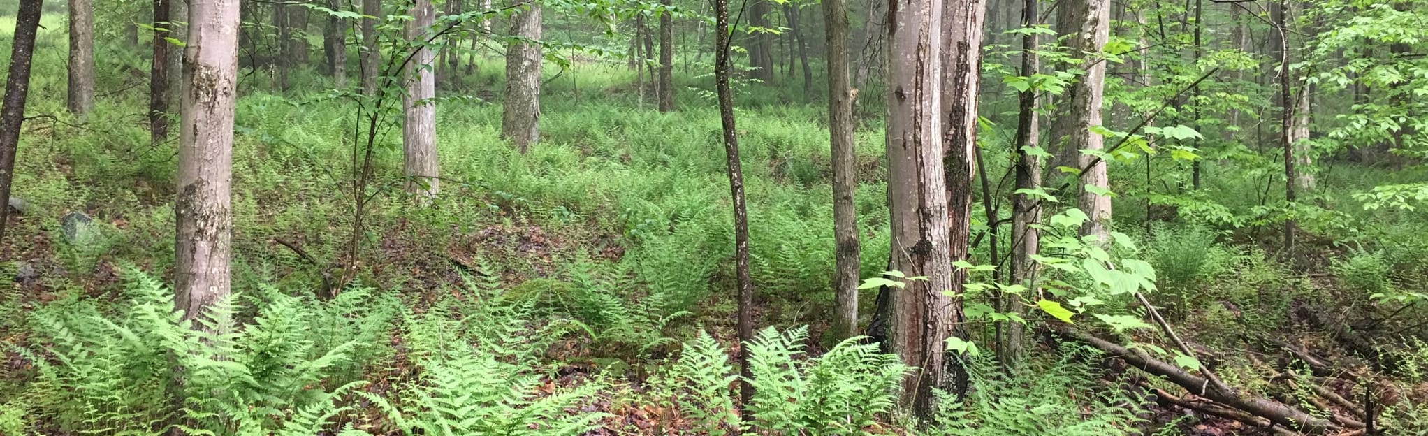 Old Loggers Path Mapa, Roteiro Pennsylvania AllTrails