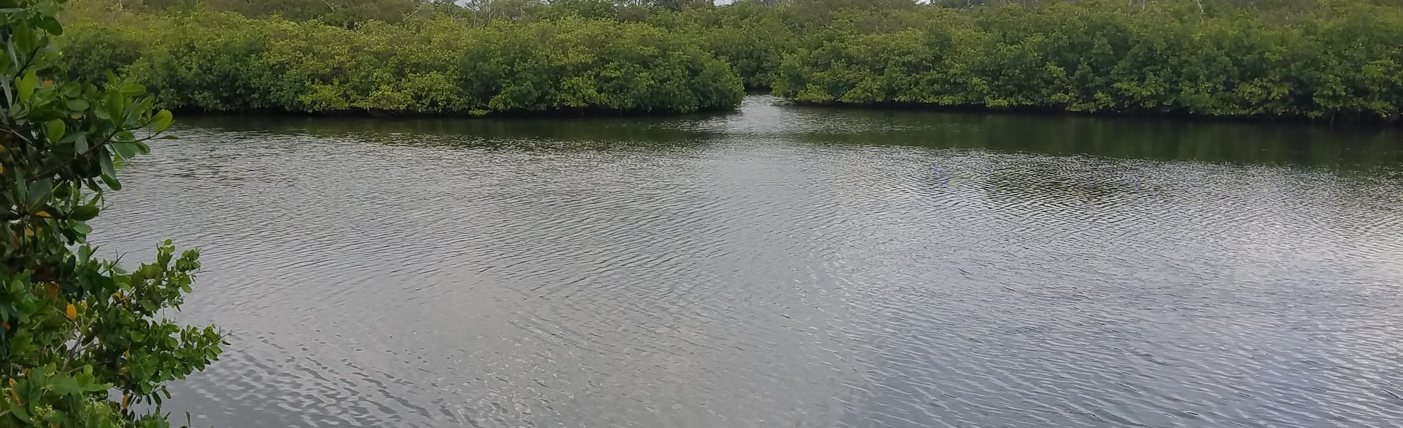 Clam Bayou Nature Park Loop 135 Reviews, Map Florida AllTrails