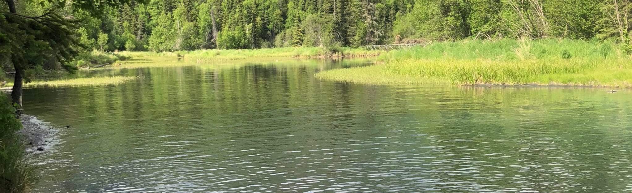 Kenai River Trail, Alaska 127 Reviews, Map AllTrails