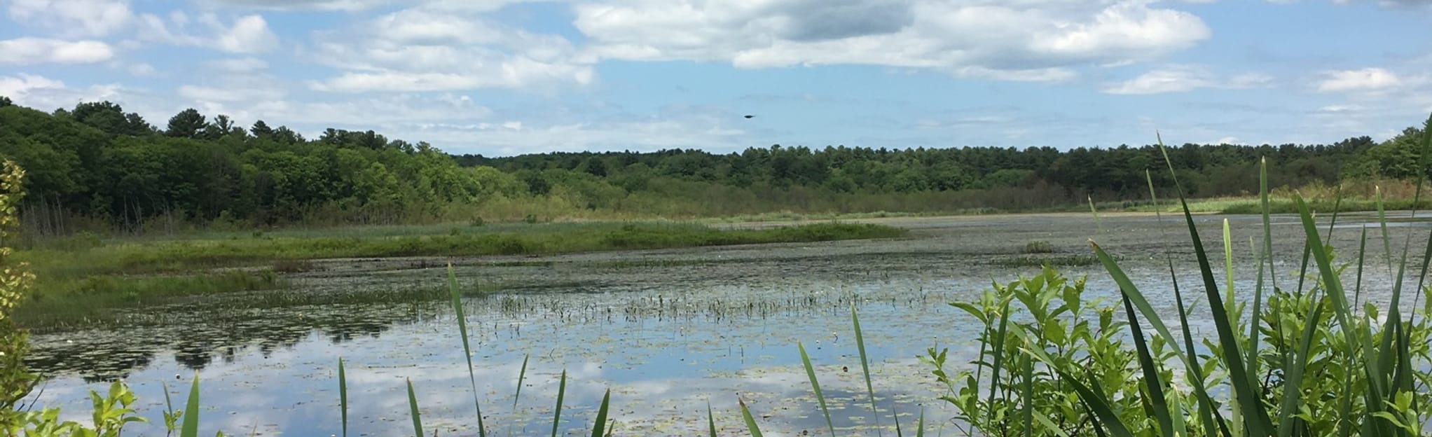 Escape To Nature’s Playground: Your Guide To Ross Marsh Wildlife Area