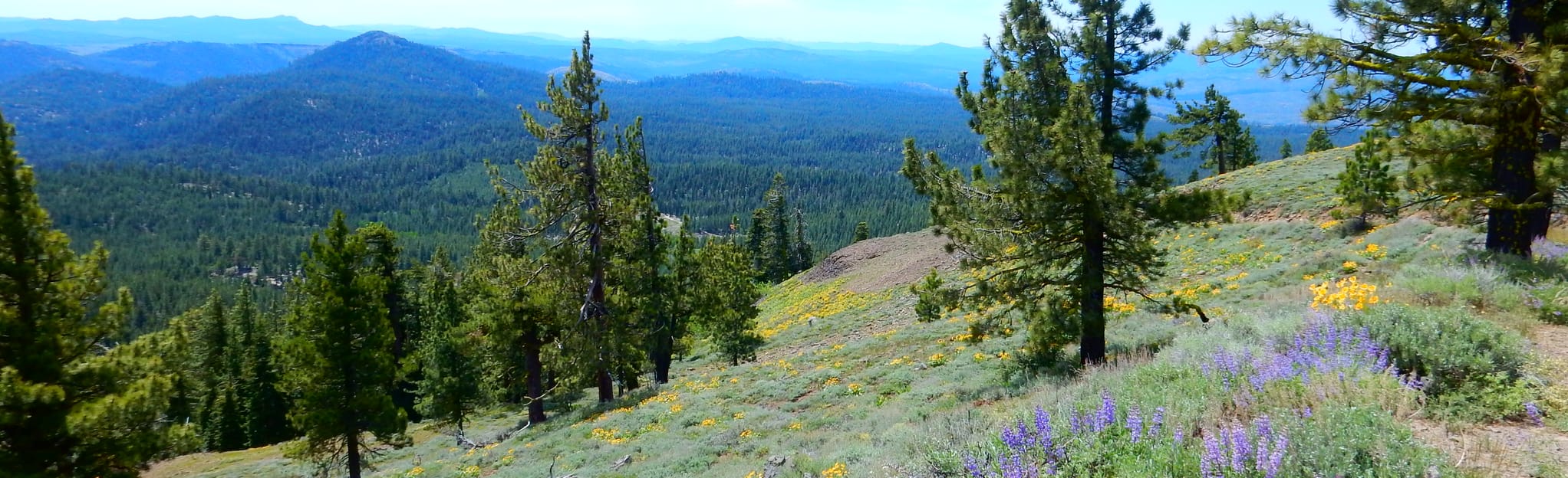 Thompson Peak Trail: 19 Reviews, Map - California | AllTrails