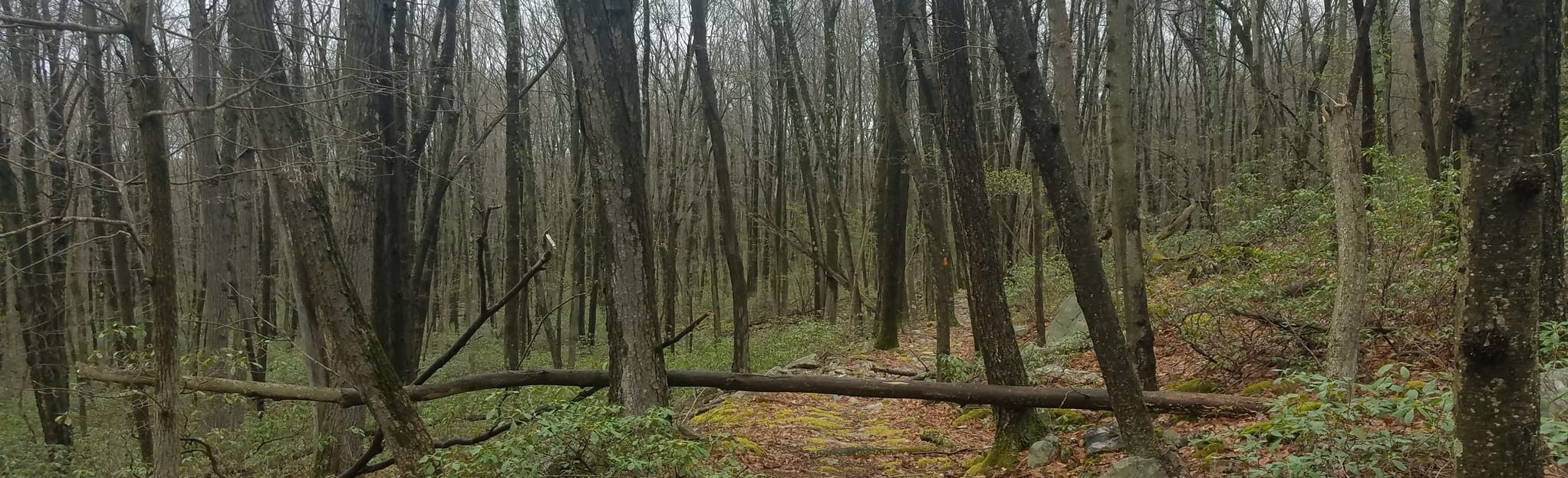Stover Gap, Fallen Timber, MidState Loop, Pennsylvania 4 Reviews